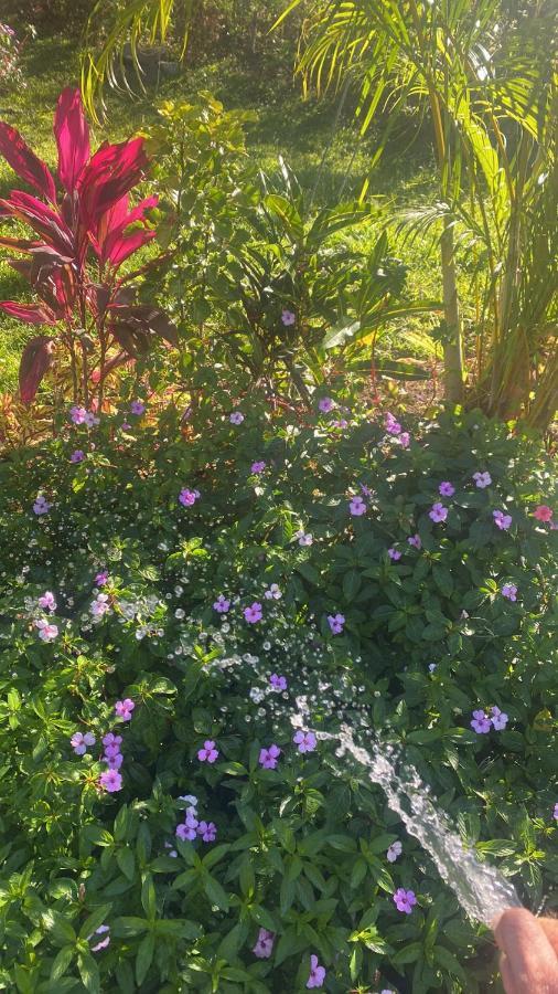Chorotega Cabina Otel Monteverde Dış mekan fotoğraf